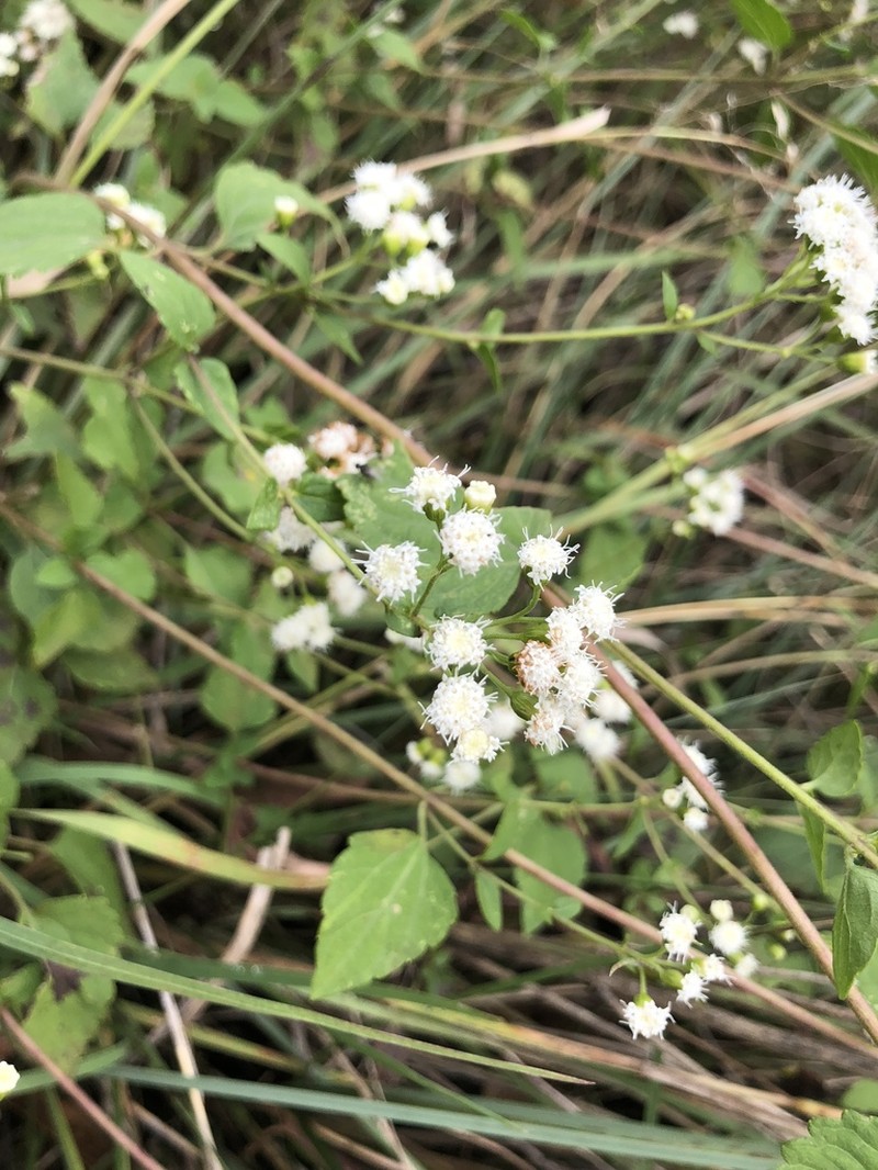 Ageratina oligocephala photo 8