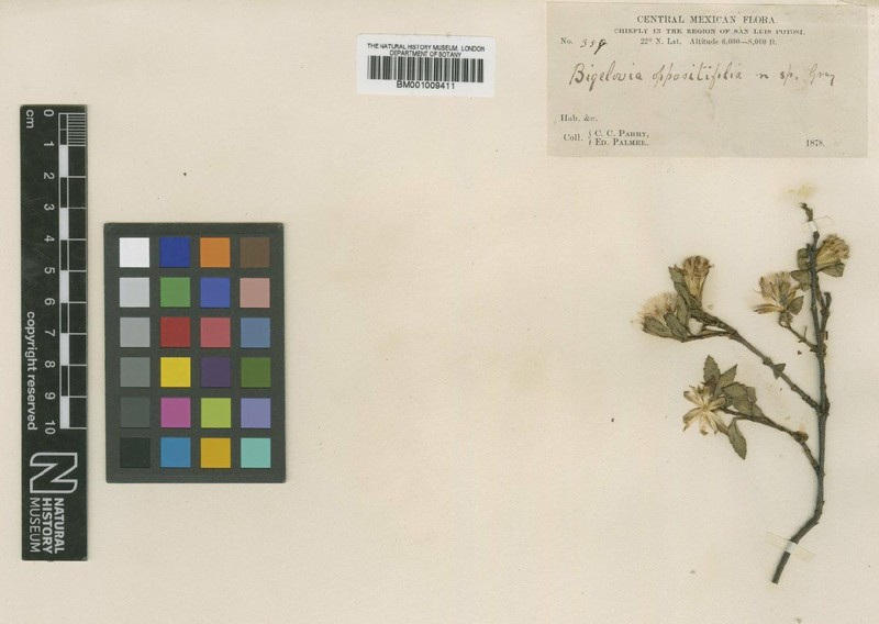 Ageratina oppositifolia