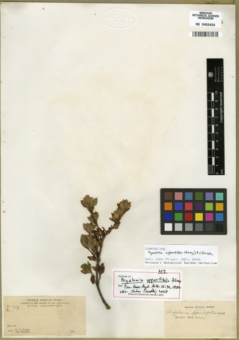 Ageratina oppositifolia photo 2