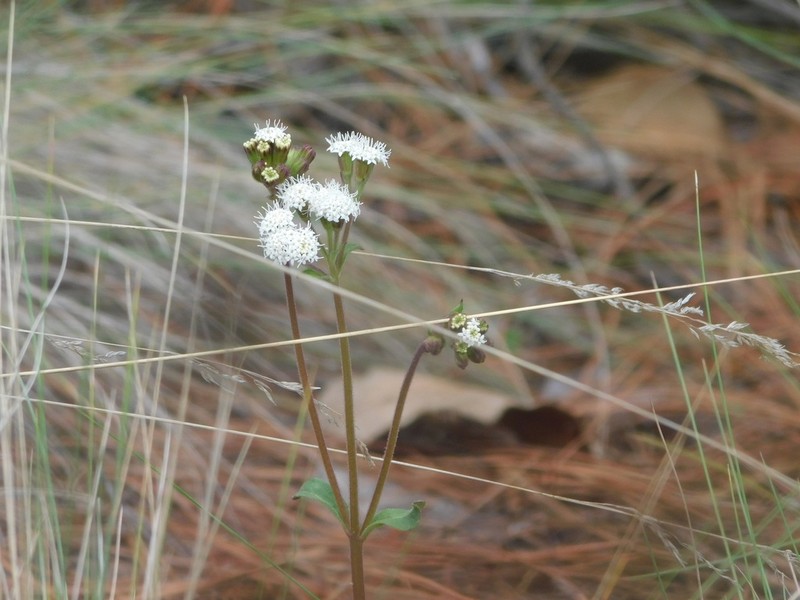 Ageratina oreithales