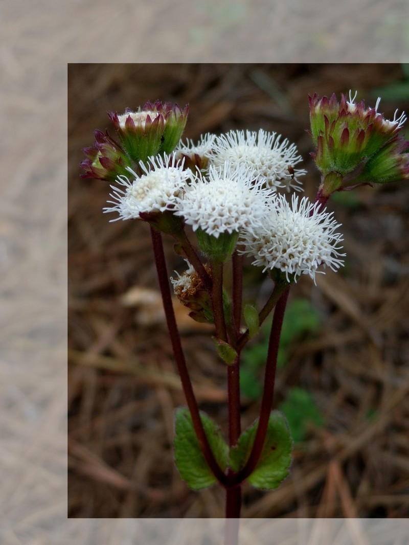 Ageratina oreithales photo 2