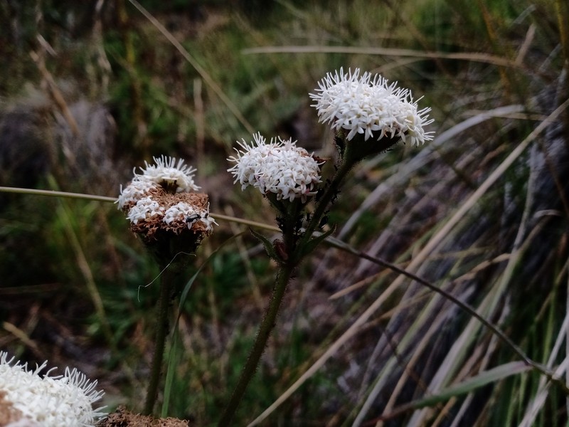 Ageratina oreithales photo 3