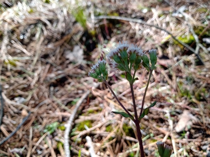 Ageratina oreithales photo 4