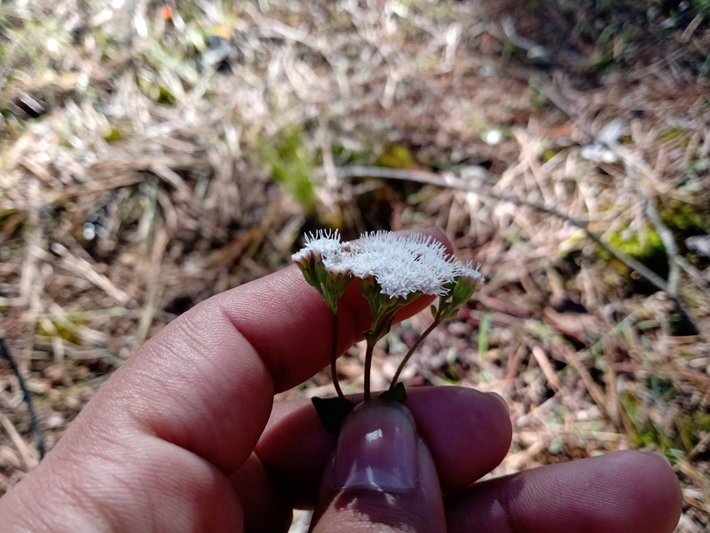 Ageratina oreithales photo 6