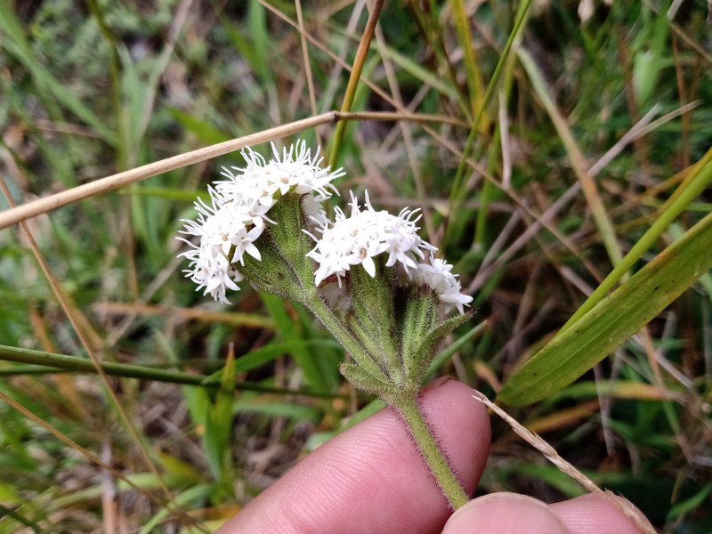 Ageratina oreithales photo 7