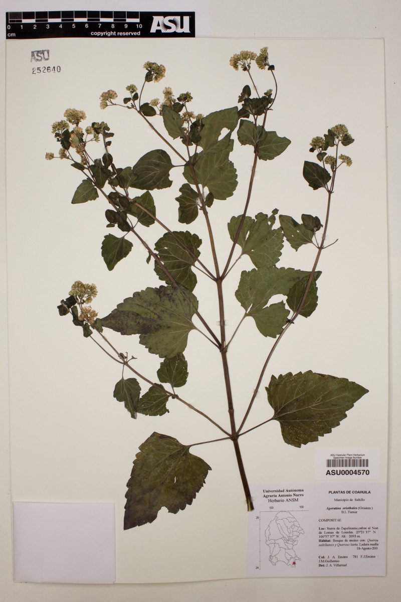 Ageratina oreithales photo 8