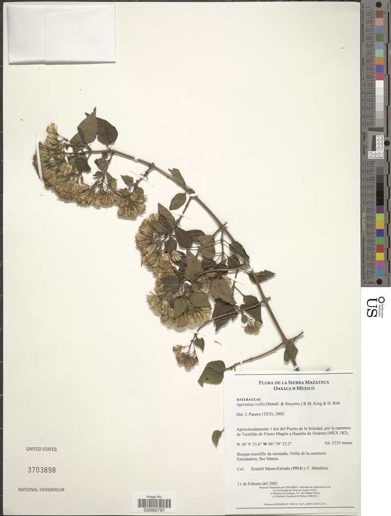 Ageratina ovilla photo 2