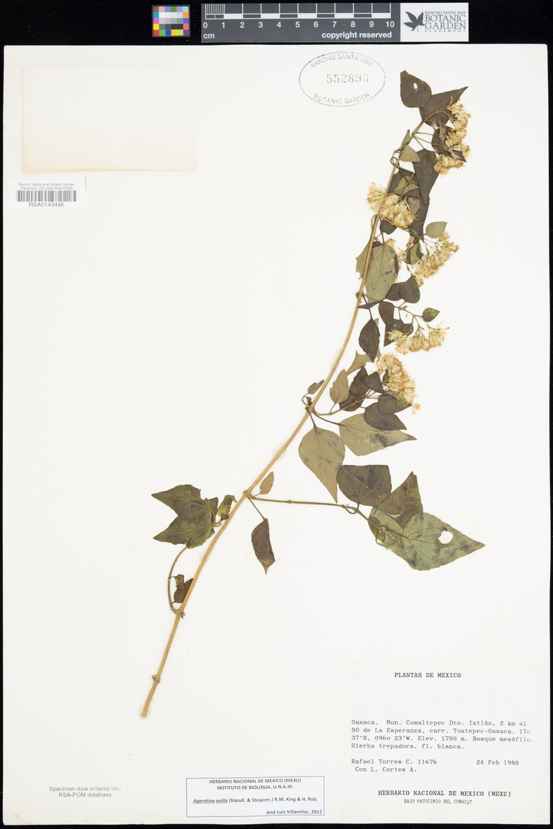 Ageratina ovilla