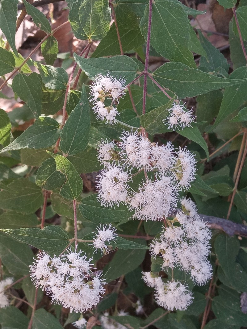 Ageratina palmeri photo 2
