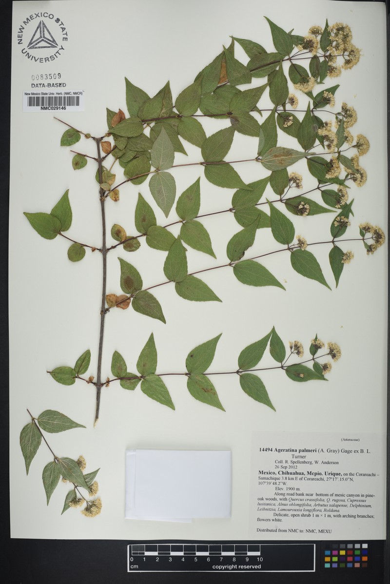Ageratina palmeri photo 3