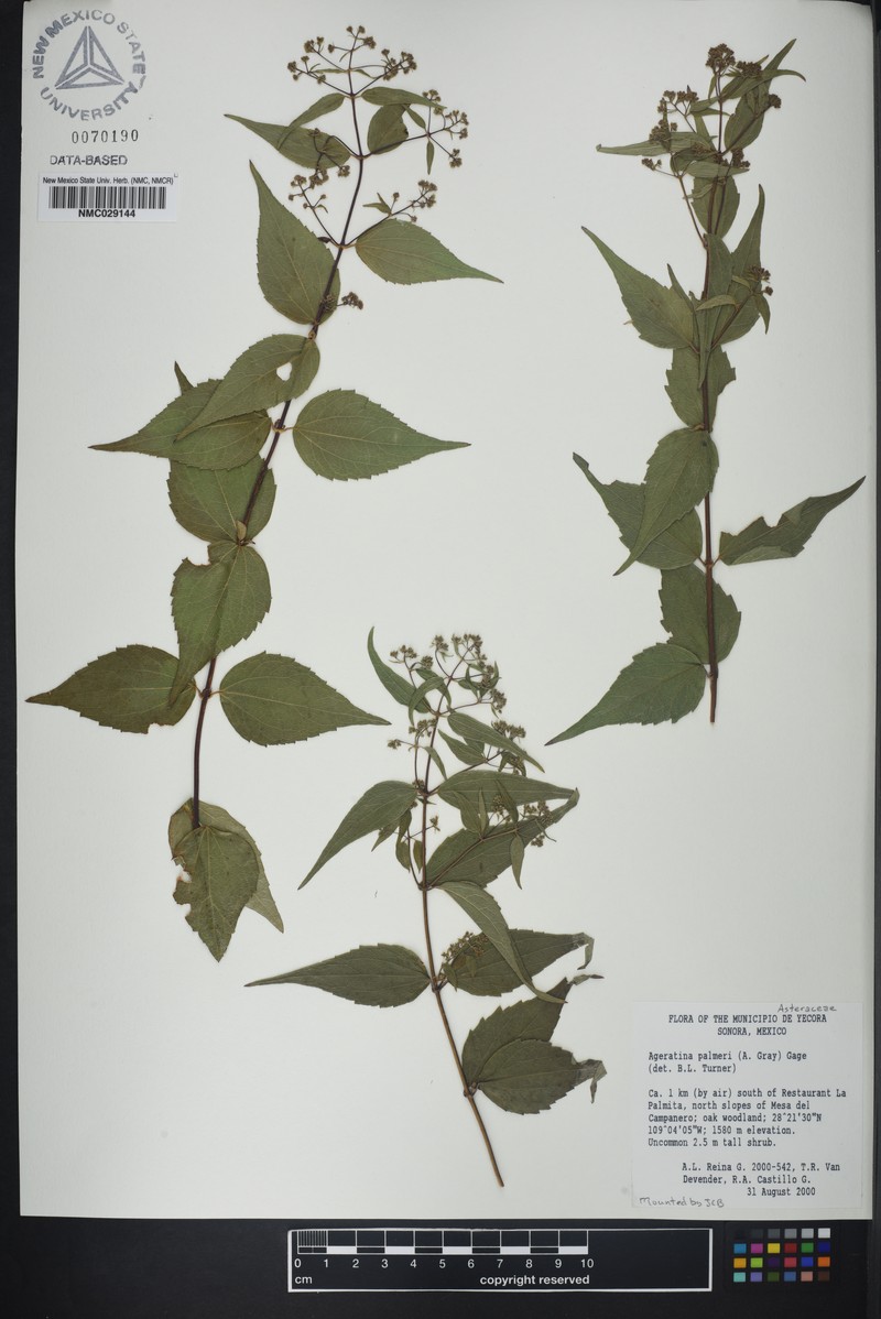 Ageratina palmeri photo 4