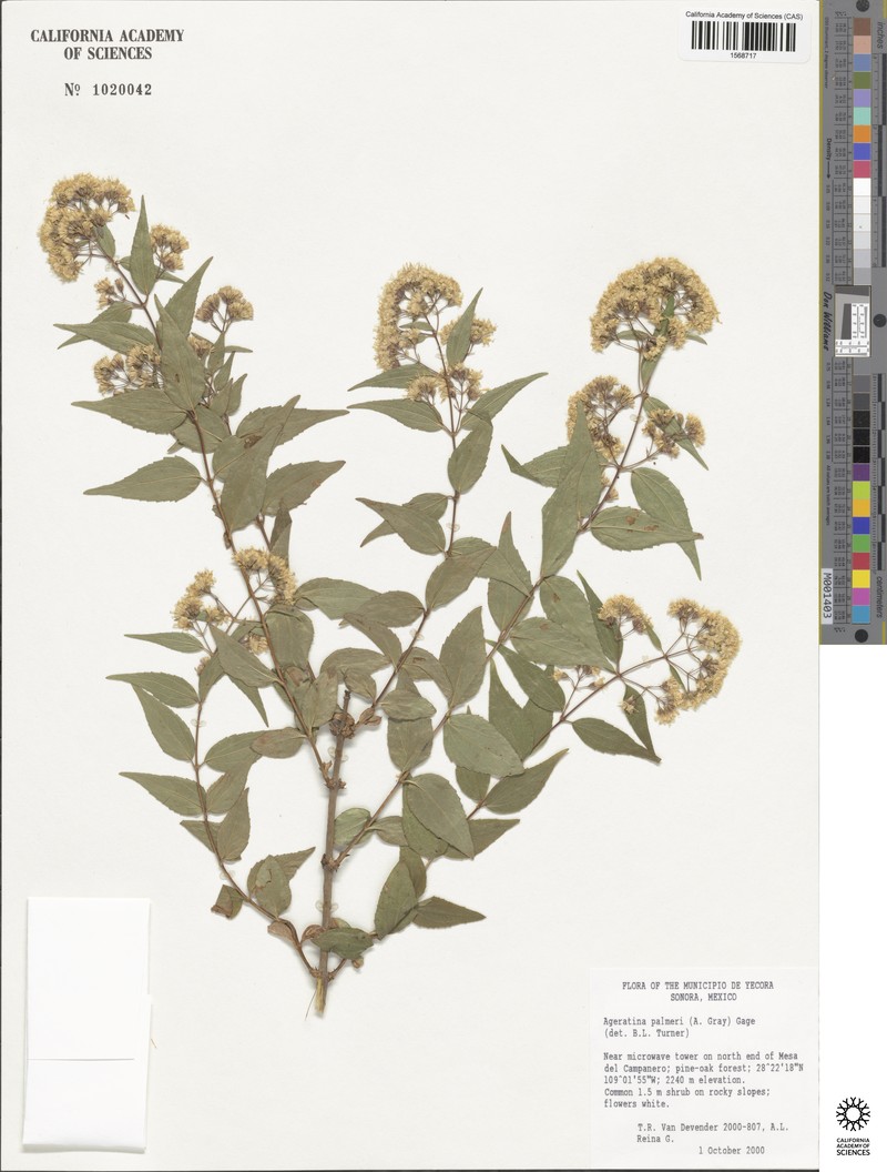 Ageratina palmeri photo 5