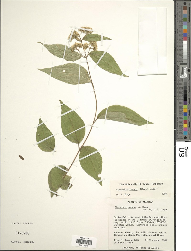 Ageratina palmeri photo 6