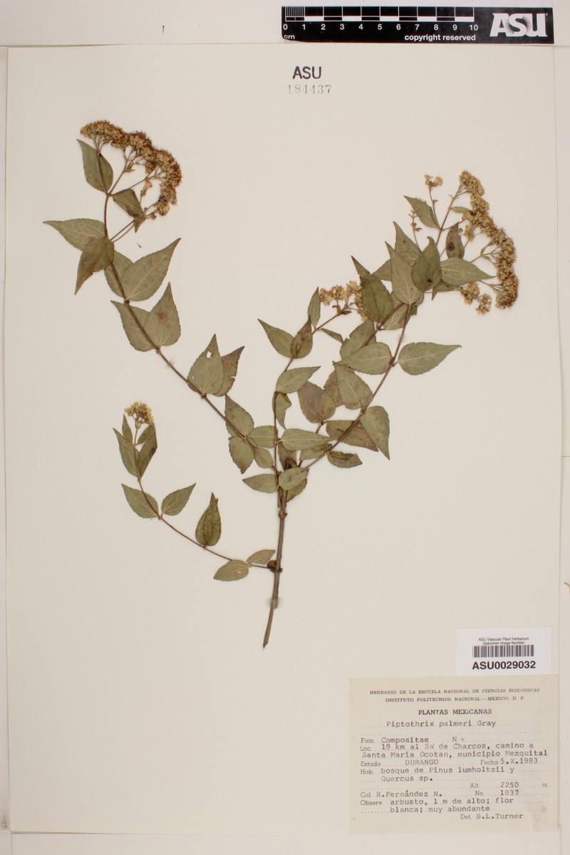 Ageratina palmeri
