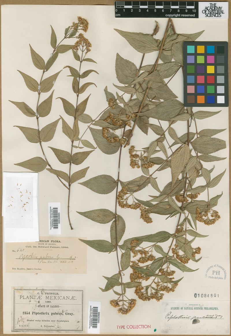 Ageratina palmeri photo 2