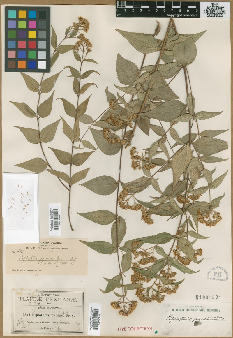 Ageratina palmeri photo 3
