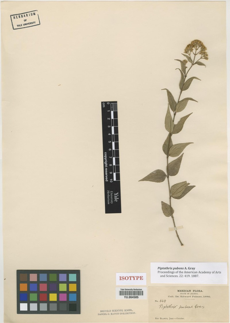 Ageratina palmeri photo 4