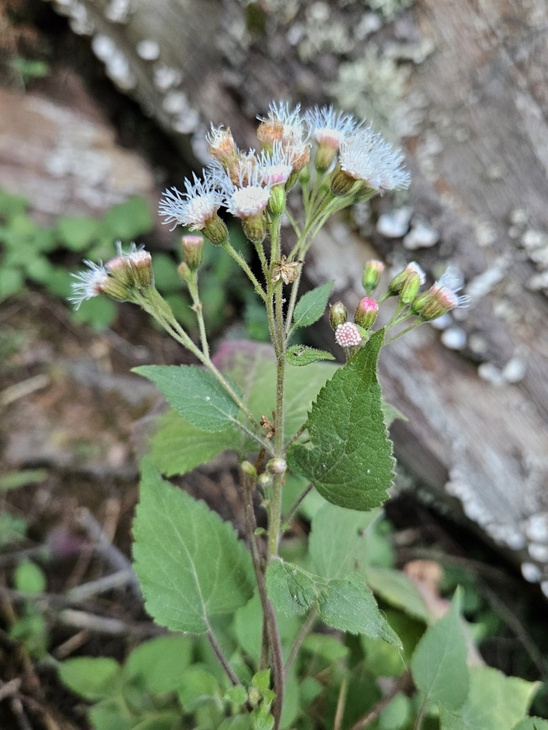 Ageratina parayana