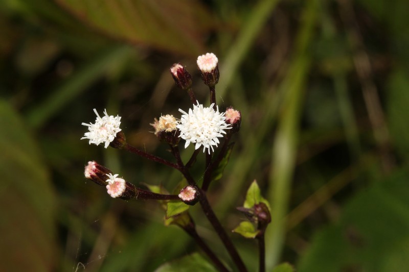 Ageratina parviceps