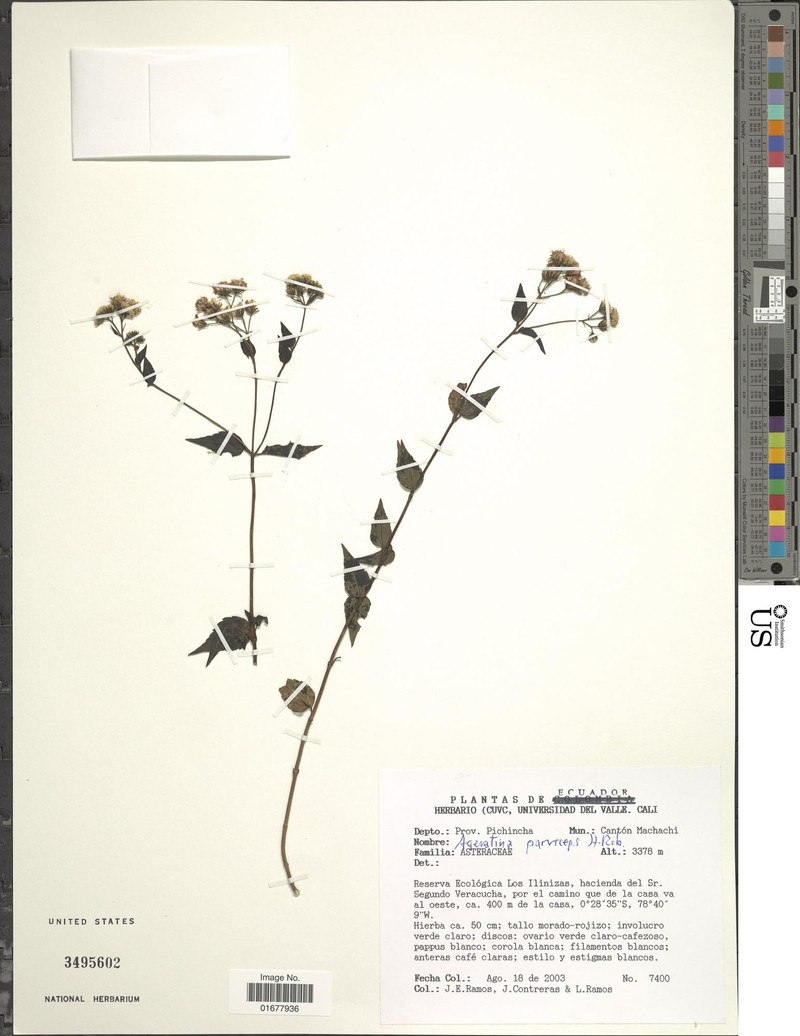 Ageratina parviceps photo 2