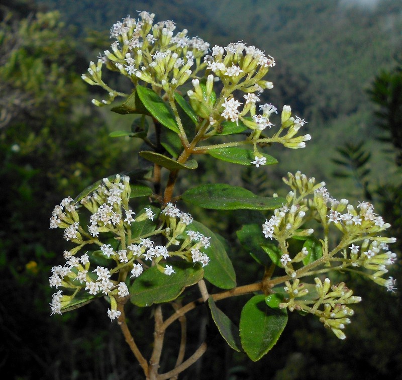 Ageratina paucibracteata