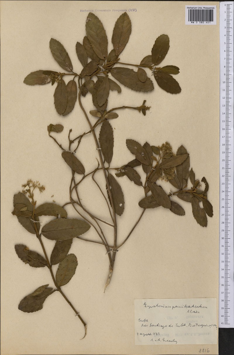 Ageratina paucibracteata photo 2