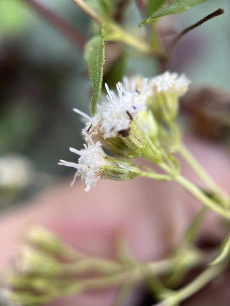 Santa Rita Snakeroot photo 2