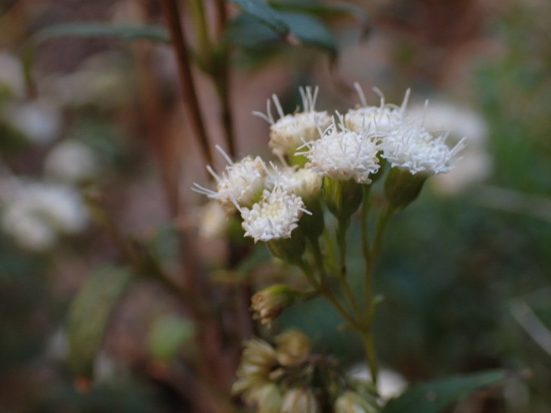 Santa Rita Snakeroot photo 3