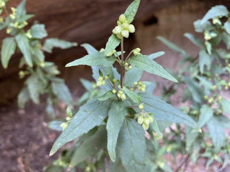 Santa Rita Snakeroot photo 4