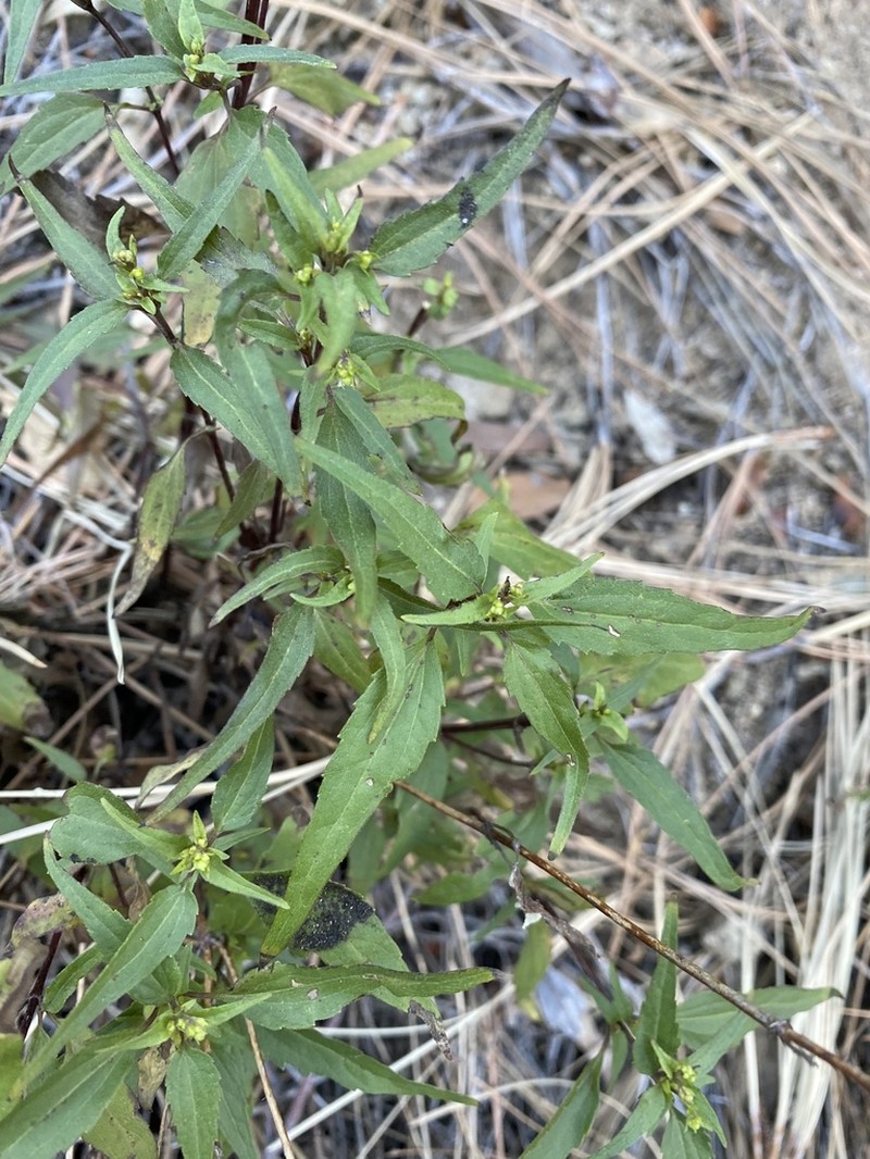 Santa Rita Snakeroot photo 5
