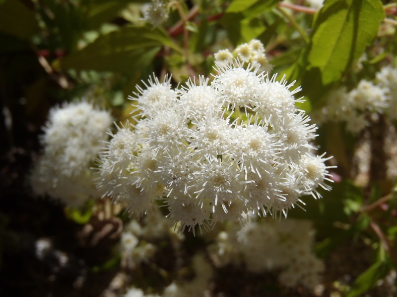 Santa Rita Snakeroot photo 6