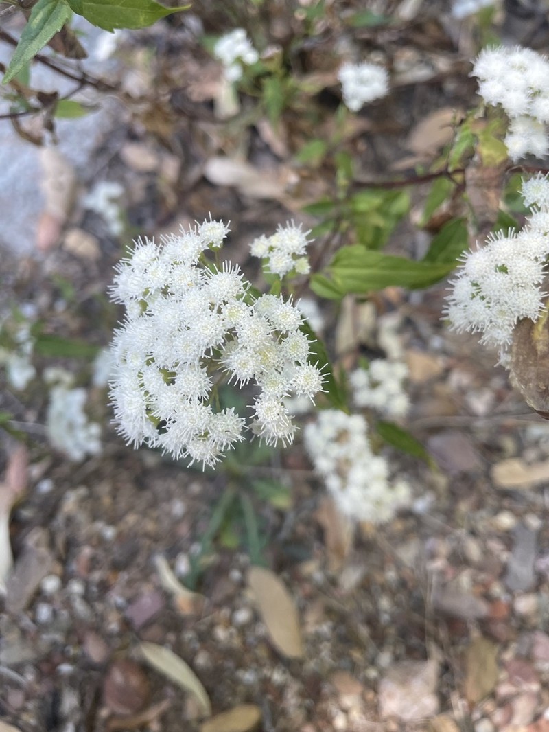 Santa Rita Snakeroot photo 7