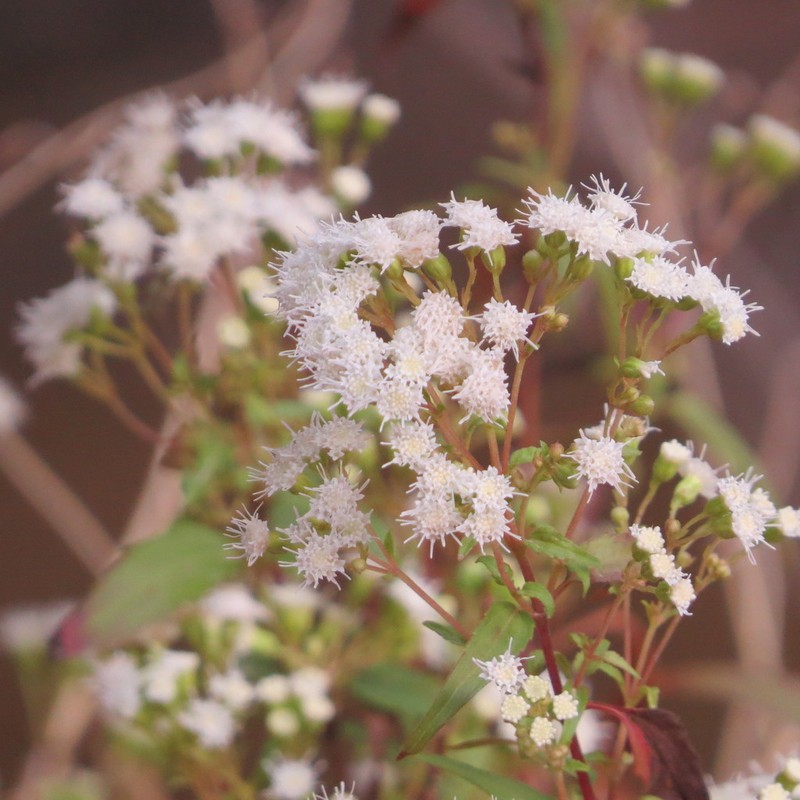 Santa Rita Snakeroot photo 8