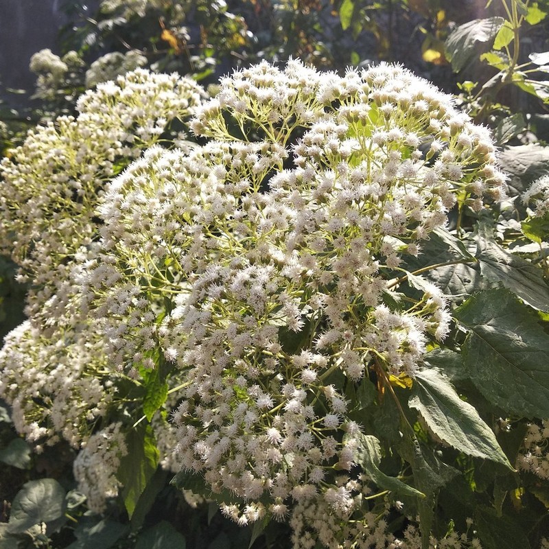 Ageratina pazcuarensis