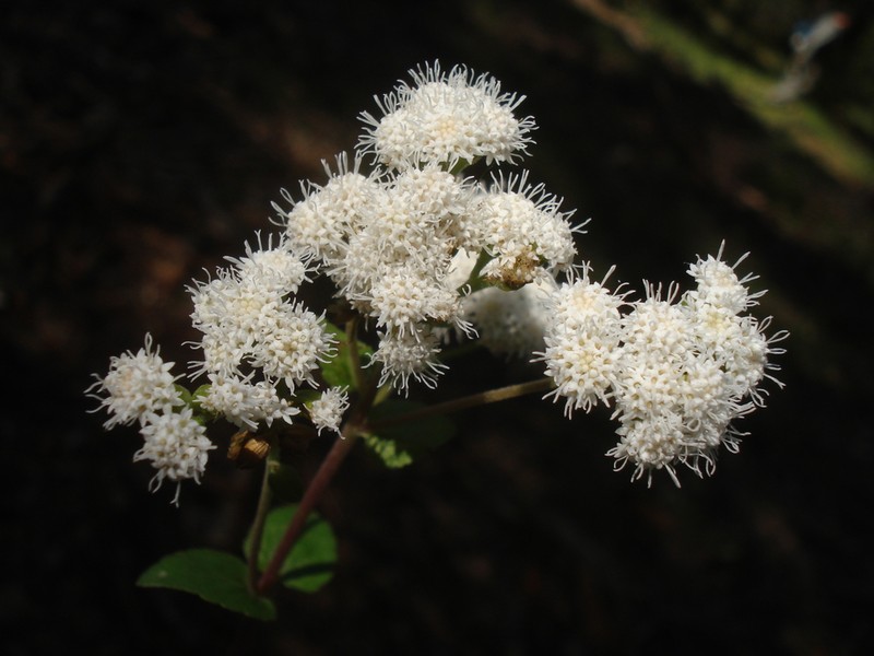 Ageratina pazcuarensis photo 2