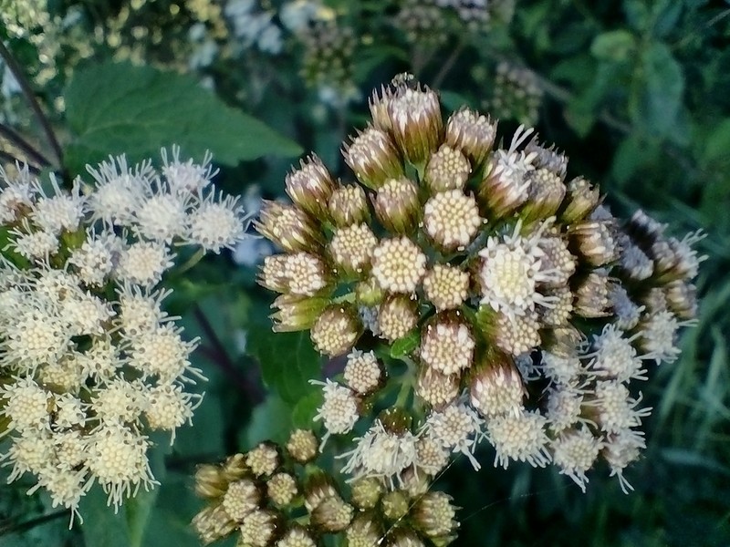 Ageratina pazcuarensis photo 3