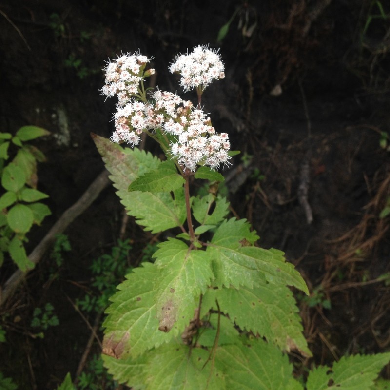 Ageratina pazcuarensis photo 4