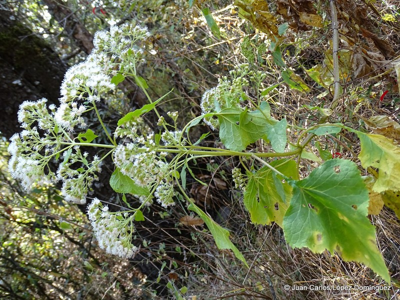 Ageratina pazcuarensis photo 5