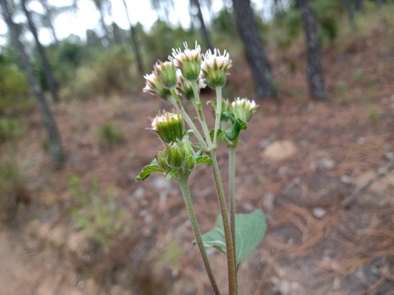 Ageratina pazcuarensis photo 6