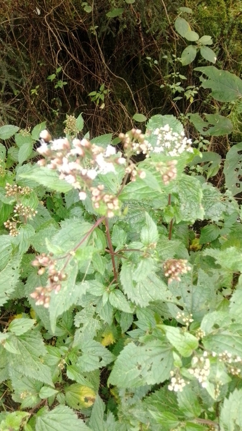 Ageratina pazcuarensis photo 7