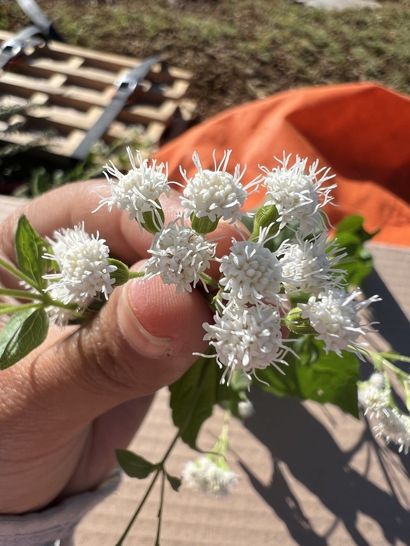 Ageratina pazcuarensis photo 8
