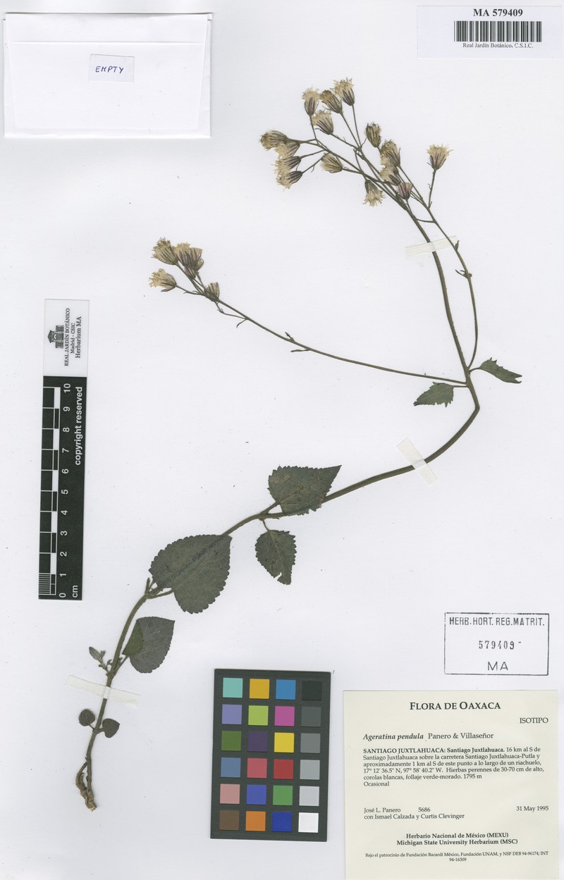 Ageratina pendula