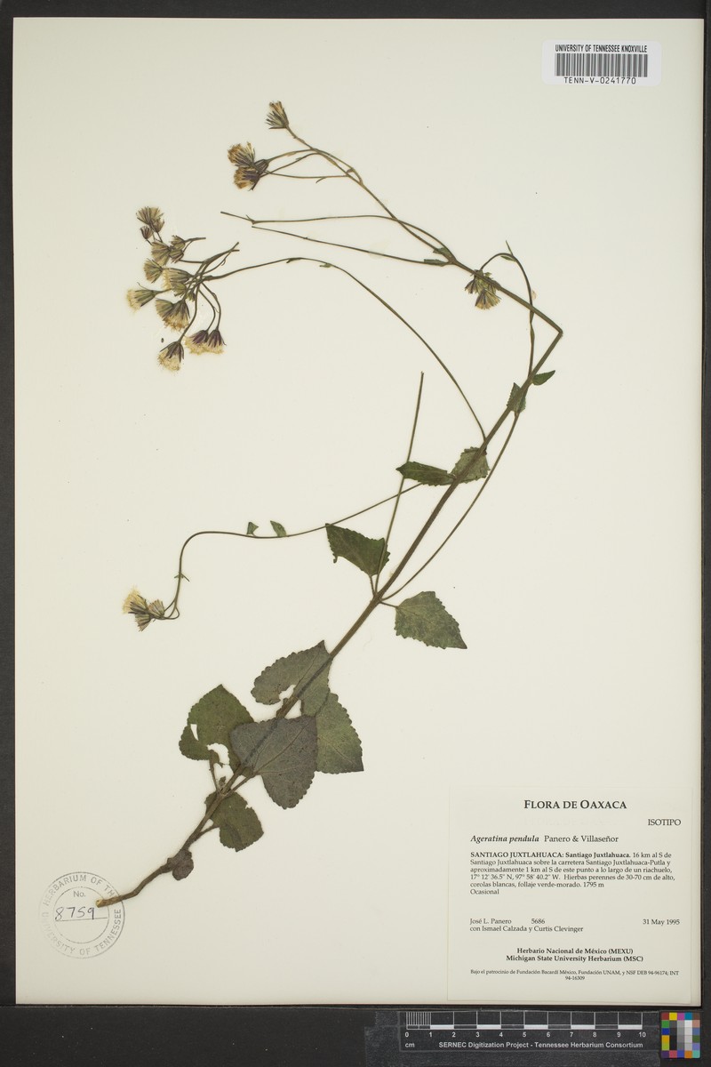 Ageratina pendula photo 2