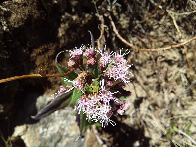 Ageratina pentlandiana