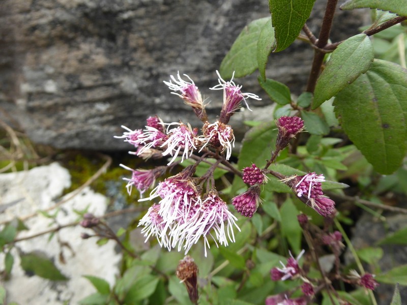 Ageratina pentlandiana photo 2