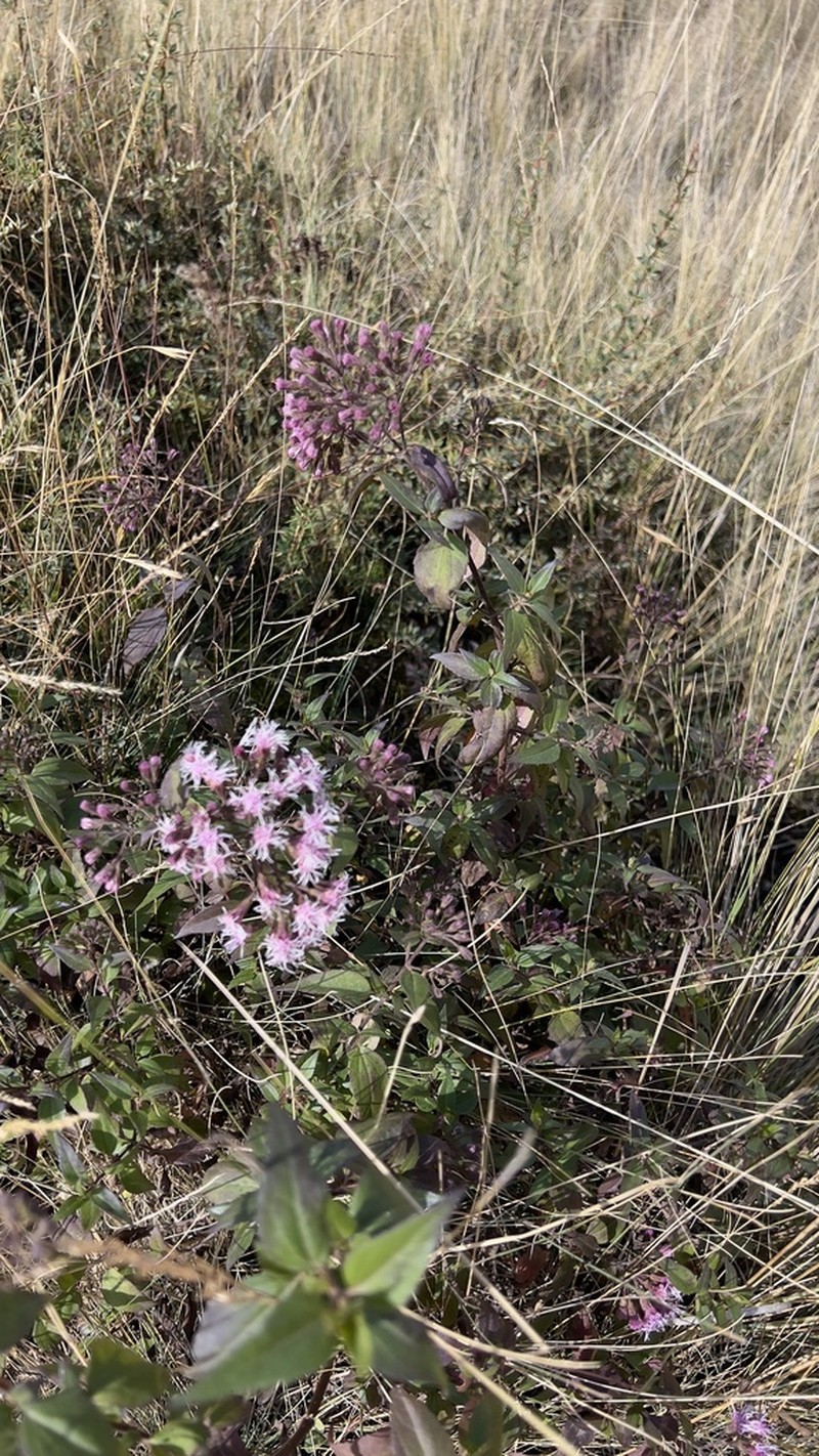 Ageratina pentlandiana photo 3