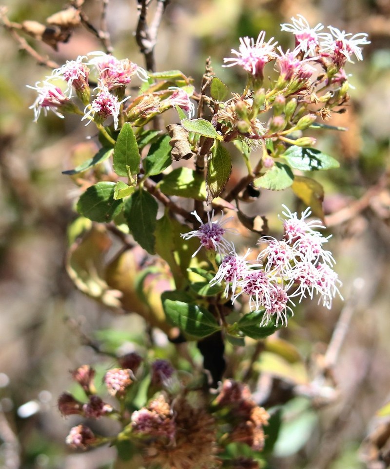 Ageratina pentlandiana photo 4
