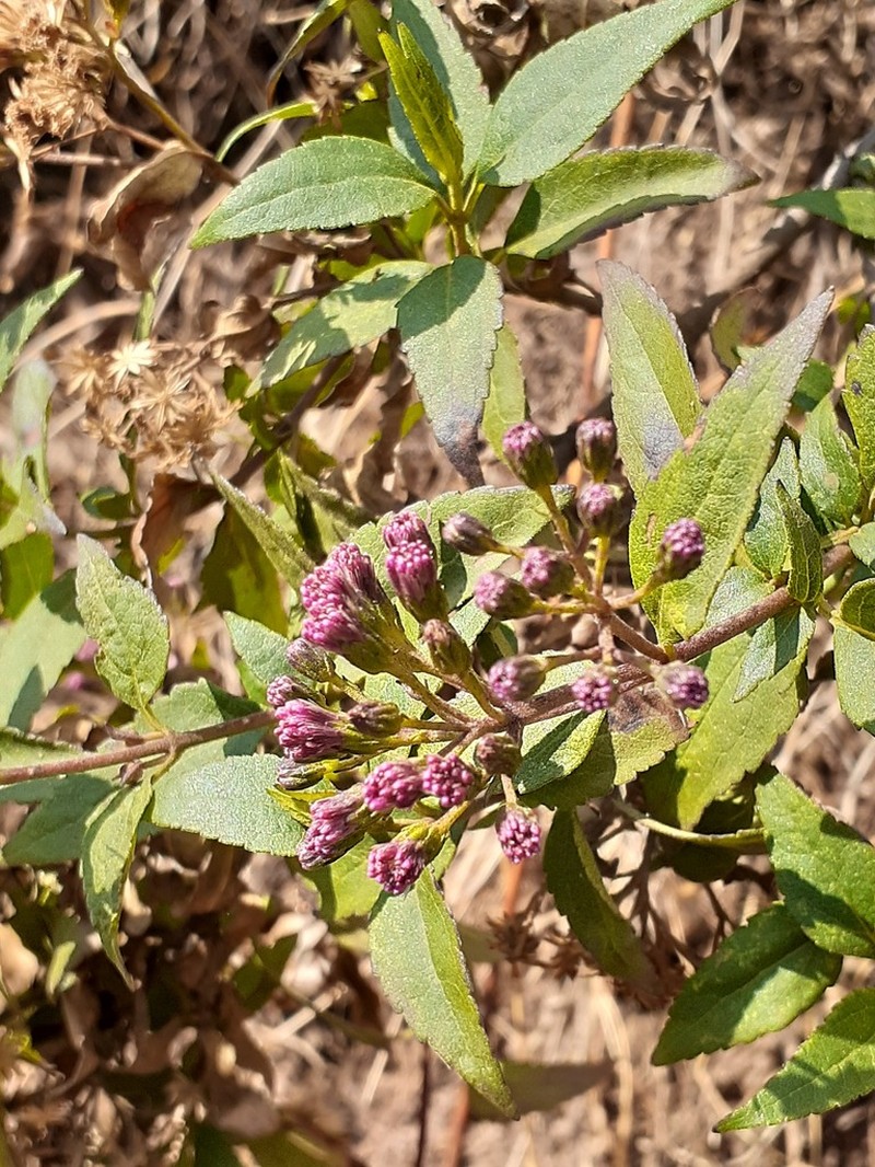 Ageratina pentlandiana photo 6