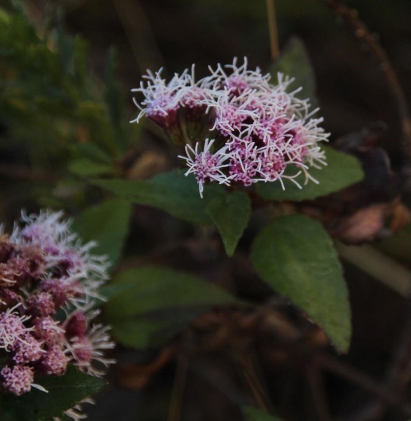 Ageratina pentlandiana photo 7