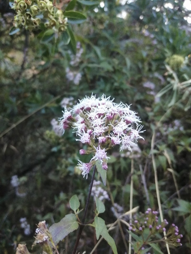 Ageratina pentlandiana photo 8